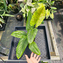 Load image into Gallery viewer, Philodendron Subhastatum Variegated 6" pot, Fedex 2day