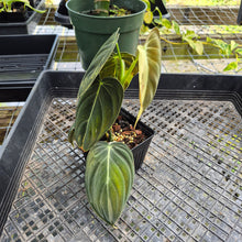 Load image into Gallery viewer, Philodendron Melanochrysum, Exact Plant Variegated Ships Nationwide