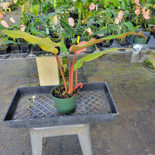 Load image into Gallery viewer, Philodendron Orange Marmalade, Exact Plant Ships Nationwide