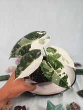 Load image into Gallery viewer, Frydek, Exact Plant, double plant, variegated Alocasia