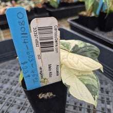 Load image into Gallery viewer, Alocasia Melo Albo variegated exact plant, Fedex 2day*
