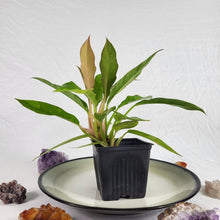 Load image into Gallery viewer, Philodendron Ring Of Fire, Exact Plant Variegated Ships Nationwide