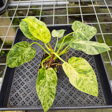 Load image into Gallery viewer, Philodendron Giganteum Blizzard Variegated exact plant, Fedex 2day*