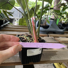 Load image into Gallery viewer, Philodendron Gloriosum variegated type 2, exact plant, Fedex 2day*