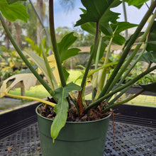 Load image into Gallery viewer, Philodendron Golden Dragon, Exact Plant Variegated