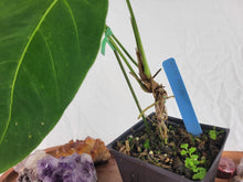 Load image into Gallery viewer, Anthurium Angamarcanum , Exact Plant