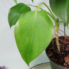 Load image into Gallery viewer, Philodendron Microstictum. Shipped Nationwide