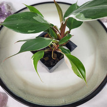 Load image into Gallery viewer, Philodendron White Knight Variegated 2.5" Pot, Fedex 2 day*