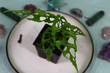 Load image into Gallery viewer, Monstera Obliqua Peru Exact Plant Ships nationwide