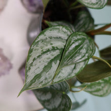 Load image into Gallery viewer, Philodendron Brandtianum 4" pot, Fedex 2day*