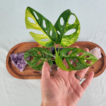 Load image into Gallery viewer, Monstera Adansonii Aurea Variegated 2.5" Pot, Fedex 2 day*