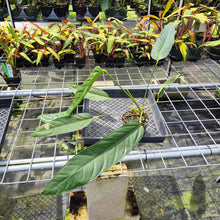 Load image into Gallery viewer, Anthurium Spectabile exact plant, Fedex 2day*