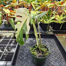 Load image into Gallery viewer, Monstera Borsigiana Albo Deliciosa, Exact Plant Variegated Ships Nationwide