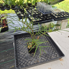 Load image into Gallery viewer, Philodendron Tortum 4" pot, Fedex 2day*