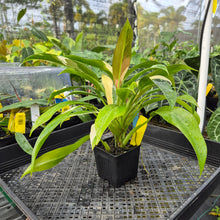 Load image into Gallery viewer, Philodendron Wend Imbe, Exact Plant Variegated Ships Nationwide