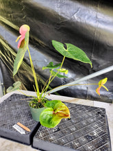 Load image into Gallery viewer, Anthurium Anuenue Obake bicolor, pink/ green, Exact Plant, ship nationalwide