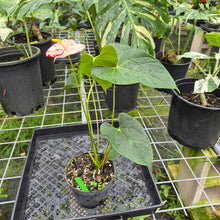 Load image into Gallery viewer, Anthurium Shibori, Exact Plant Variegated
