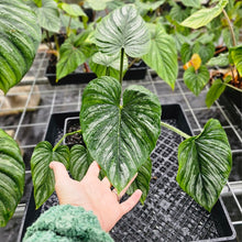 Load image into Gallery viewer, Philodendron Mamei, Exact Plant Ships Nationwide