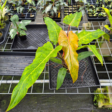 Load image into Gallery viewer, Philodendron Orange Marmalade, Autumn Queen exact plant, Fedex 2day