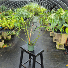 Load image into Gallery viewer, Philodendron Polypodoides, Exact Plant Ships Nationwide