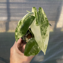 Load image into Gallery viewer, Alocasia Longiloba Aurea variegated exact plant, Fedex 2day*
