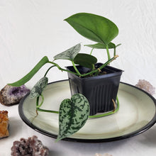 Load image into Gallery viewer, Scindapsus Silver Lady 4" pot, Fedex 2day*