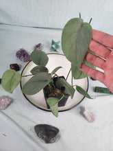 Load image into Gallery viewer, Silver Hero, exact plant, Scindapsus, ships nationwide