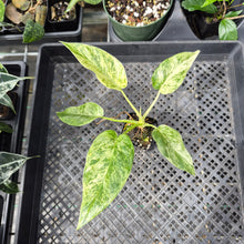Load image into Gallery viewer, Philodendron Giganteum Blizzard Variegated 2.5" pot, Fedex 2day*
