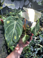 Load image into Gallery viewer, Philodendron Gloriosum variegated type 2, 4" pot, Fedex 2day*
