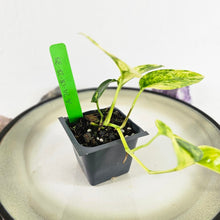 Load image into Gallery viewer, Epipremnum Pinnatum Yellow Flame, Exact Plant Variegated Ships Nationwide