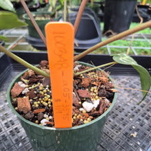 Load image into Gallery viewer, Anthurium Red Crystallinum Doc Block exact plant, Fedex 2day*
