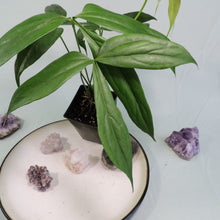 Load image into Gallery viewer, Anthurium Clavigerum 4" pot, Fedex 2day*