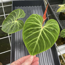 Load image into Gallery viewer, Philodendron Verrucosum Amazon Sunset exact plant, Fedex 2day*