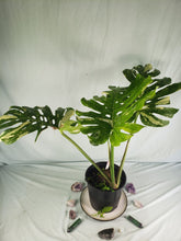 Load image into Gallery viewer, Thai Constellation, Exact Plant, variegated Monstera