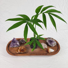 Load image into Gallery viewer, Monstera Subpinnata 2.5" pot, Fedex 2day*