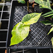 Load image into Gallery viewer, Alocasia Gageana Aurea, Exact Plant Variegated Ships Nationwide