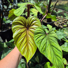 Load image into Gallery viewer, Philodendron Plowmanii 6" pot, Fedex 2day