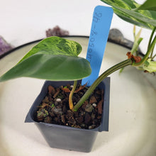 Load image into Gallery viewer, Philodendron Hederaceum, Heart Leaf, Exact Plant Variegated