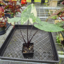 Load image into Gallery viewer, Alocasia Macrorhizza Black Stem, Exact Plant Variegated