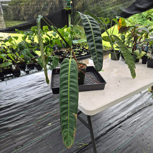 Load image into Gallery viewer, Philodendron Patriciae exact plant, Fedex 2day