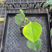 Load image into Gallery viewer, Philodendron Microstictum, Exact Plant Ships Nationwide