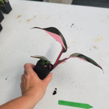 Load image into Gallery viewer, Philodendron Pink Princess, Exact Plant Variegated Ships Nationwide