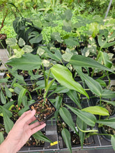 Load image into Gallery viewer, Monstera Burle Marx Flame 4" pot, Fedex 2day*
