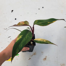 Load image into Gallery viewer, Philodendron Strawberry Shake, Exact Plant Variegated Ships Nationwide