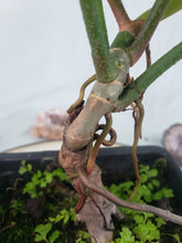 Load image into Gallery viewer, Florida Ghost, Exact Plant, Philodendron