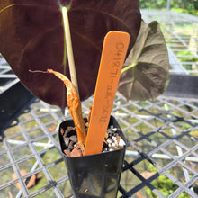 Load image into Gallery viewer, Alocasia Longiloba Grandis x Sanderiana 'Mark Campbell', Exact Plant
