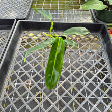 Load image into Gallery viewer, Philodendron Patriciae, Exact Plant Ships Nationwide