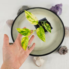 Load image into Gallery viewer, Epipremnum Pinnatum Yellow Flame, Exact Plant Variegated Ships Nationwide