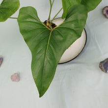 Load image into Gallery viewer, Anthurium Brownii Large Shipped Nationwide