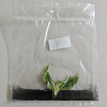 Load image into Gallery viewer, Philodendron White Wizard Aurea variegated tissue culture 2DayAir